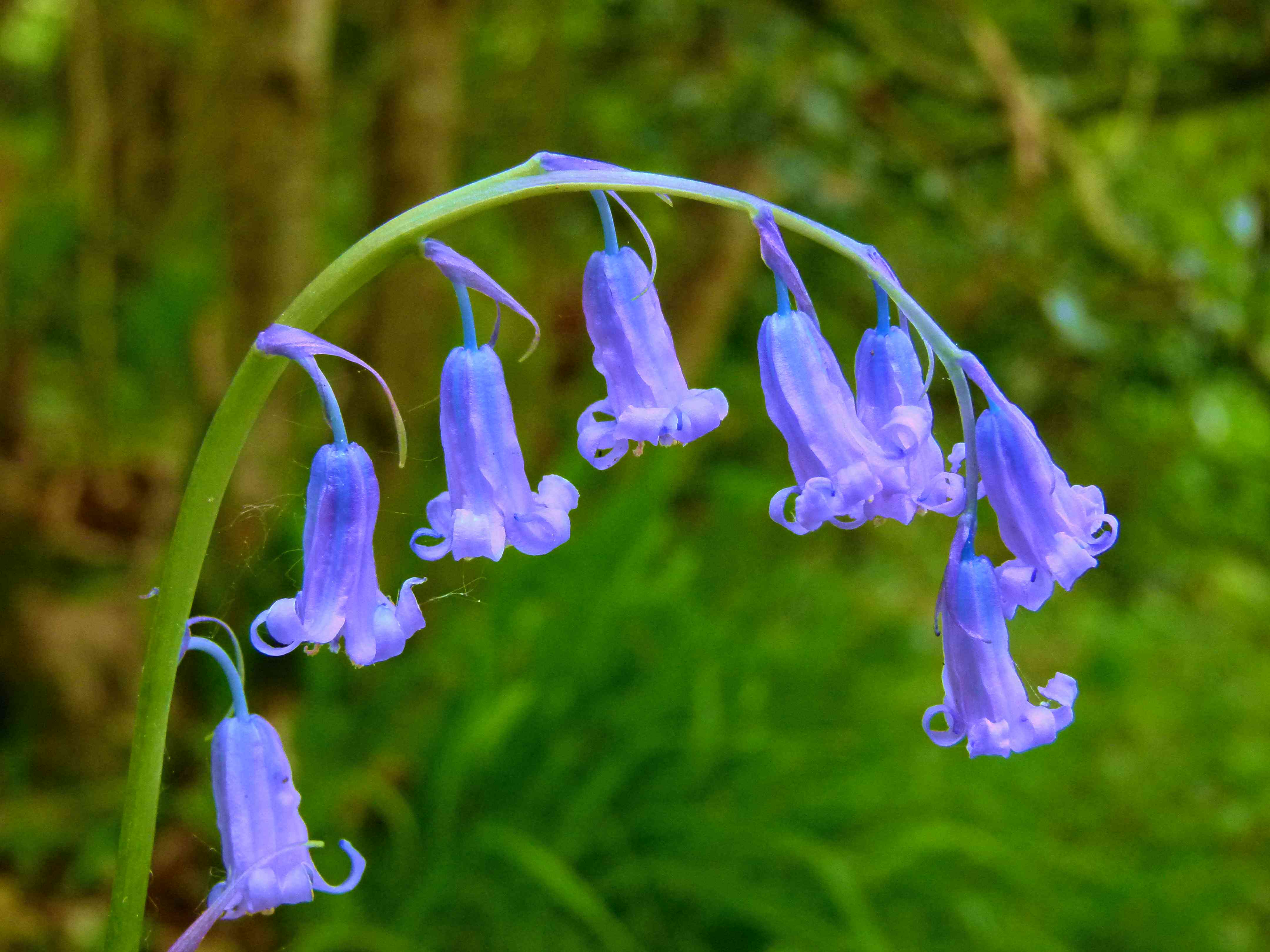 Biodiversity Group Plant of the Month – The Bluebell