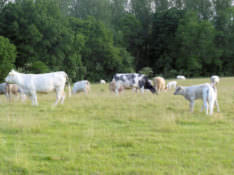 Cows 350